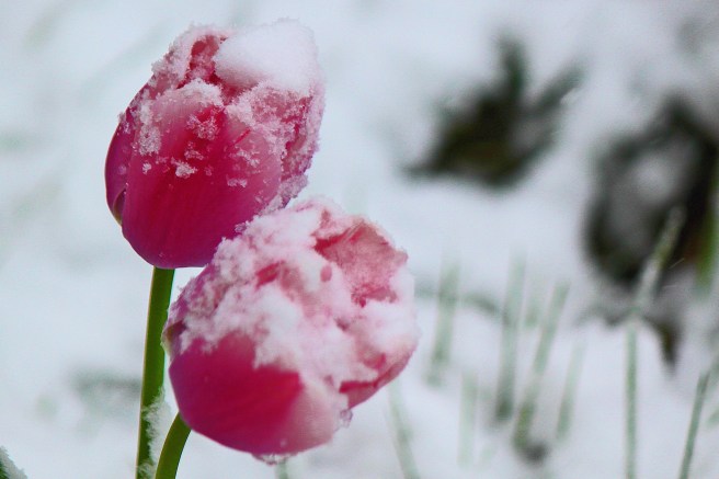 11130275_10206780646822702_5937662279822058580_o