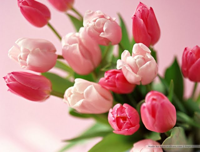 flowers-of-elegance-pink-and-red-tulips-bouquet-tulip-flowers-flower640-x-486-32-kb-jpeg-x